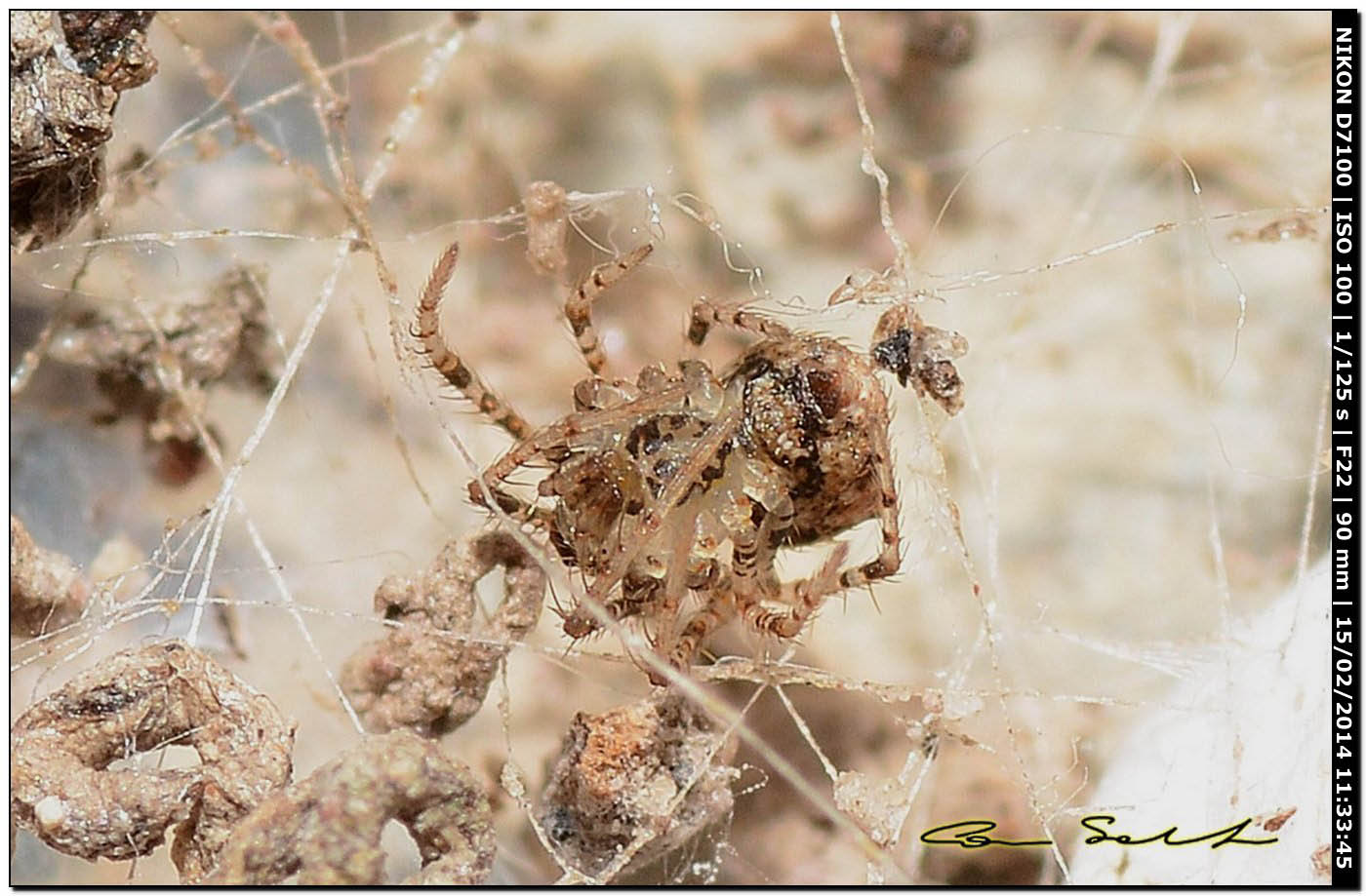 Giovane Thanatus sp. e Ero sp. da Alghero (SS)